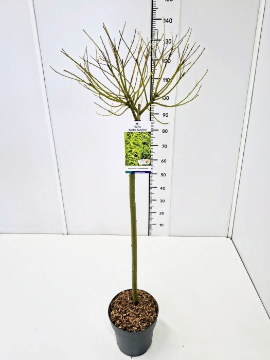 Salix sach. 'Golden Sunshine' ® 80CMSTC5, D 23