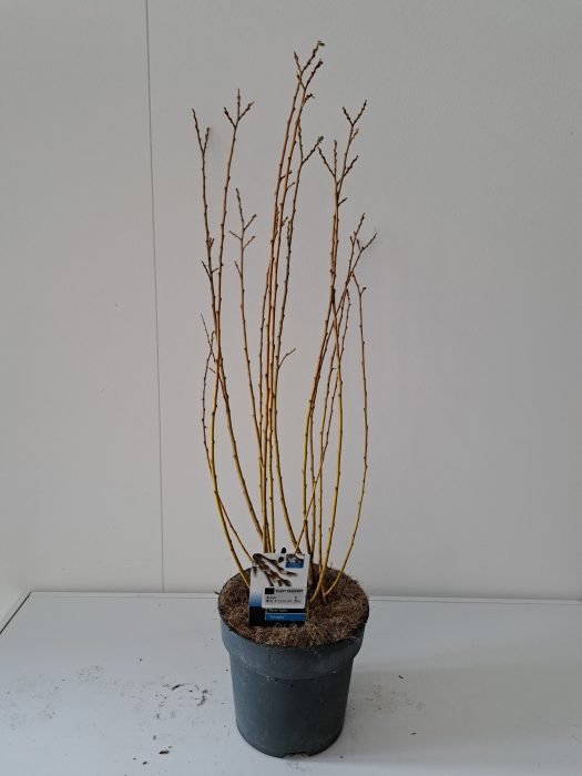 Salix Tetrapla bush P19, D 19
