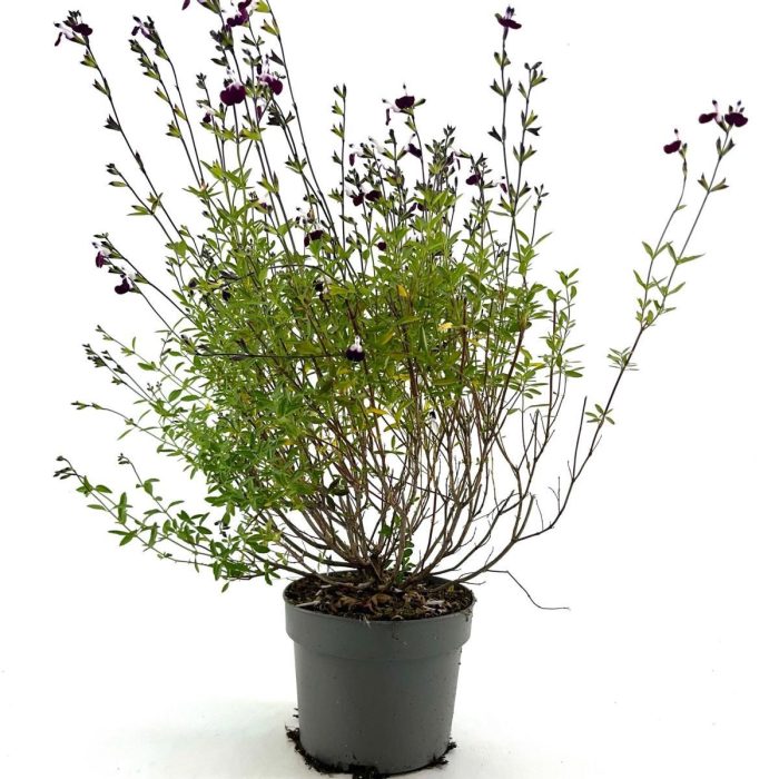 Salvia gr. 'Amethyst Lips', D 17