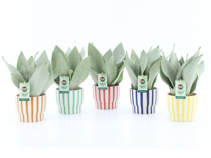 Sanseviera Moonshine in Pastel Stripe keramiek, D 13