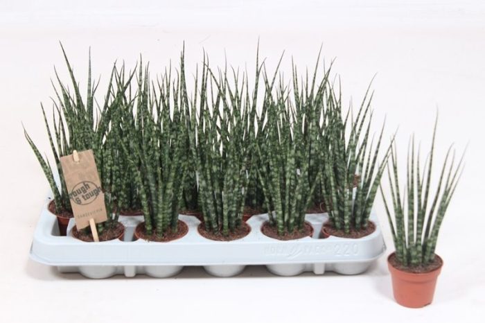Sansevieria 'Fernwood' Mikado, D 6