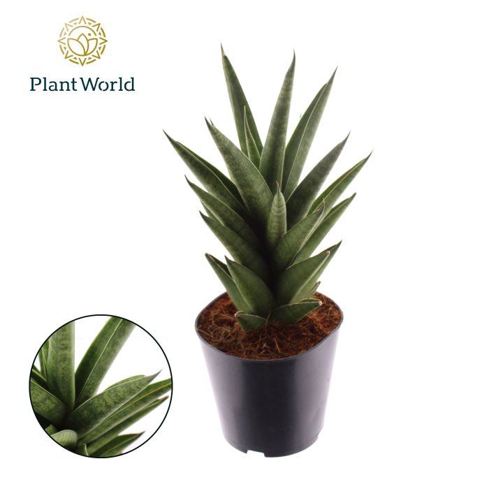 Sansevieria 'Starshooter', D 12