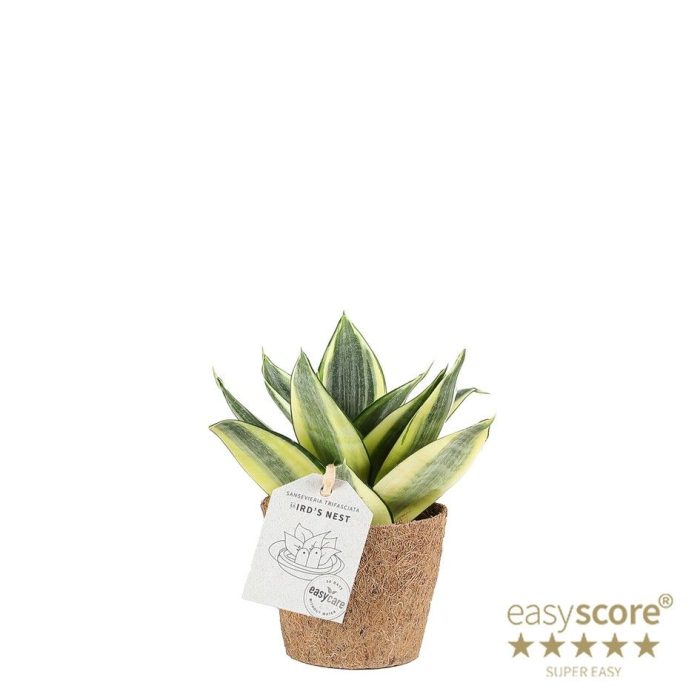 Sansevieria ´Hahnii Golden´ - COCOZ, D 9