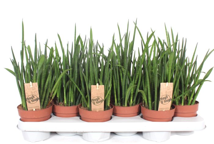 Sansevieria bacularis, D 10,5