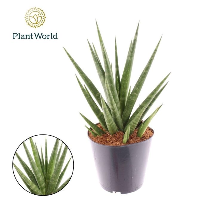 Sansevieria Blue Dancing, D 12