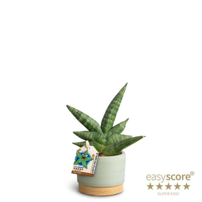 SANSEVIERIA BONCELLENSIS 40630086 WB Green, D 7