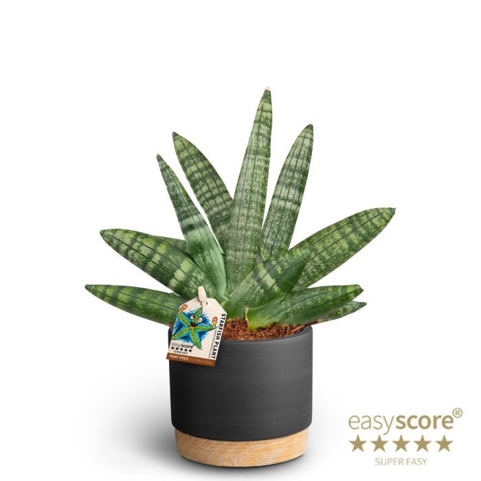 SANSEVIERIA BONCELLENSIS 40930090 Woodbase Liq, D 10