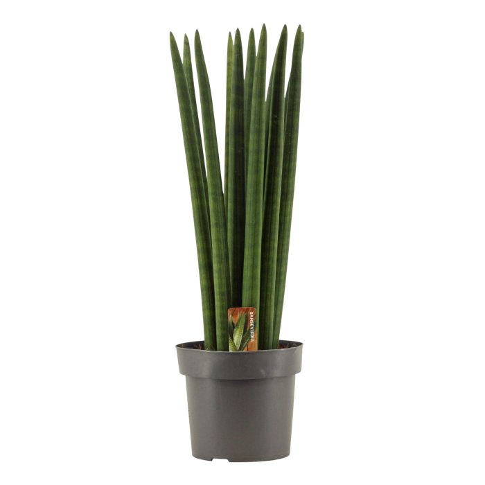 Sansevieria Cylindrica 17 cm Straight, D 17