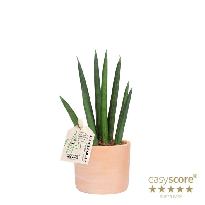 SANSEVIERIA CYLINDRICA 40631559 Raw Terracota Rocket, D 7