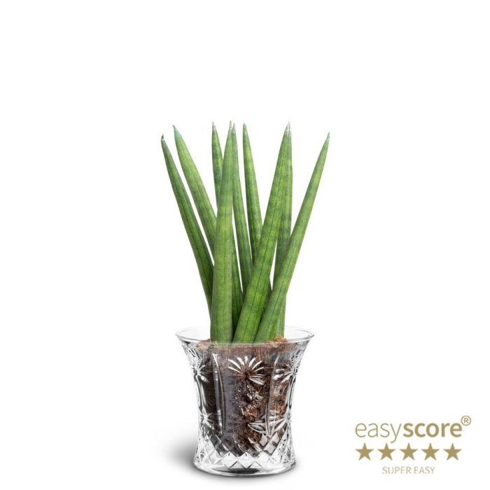 SANSEVIERIA CYLINDRICA 40631617 Crystal Spaghetti, D 7