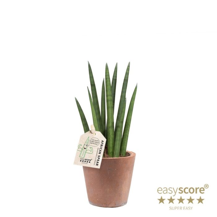 SANSEVIERIA CYLINDRICA 40931583 Terracotta Rocket, D 10