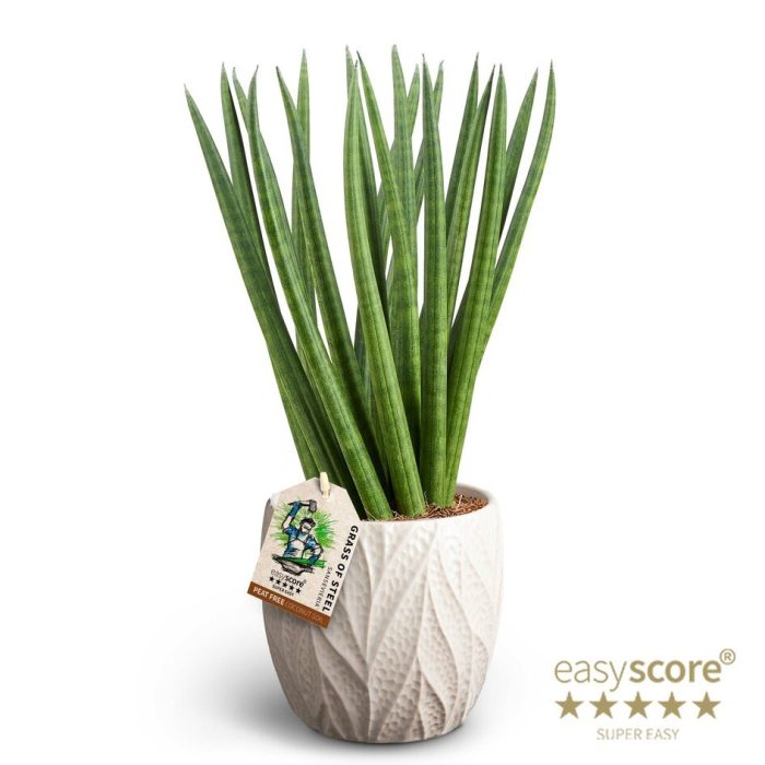 SANSEVIERIA CYLINDRICA 41131637 Leaf Sand Spaghetti, D 12