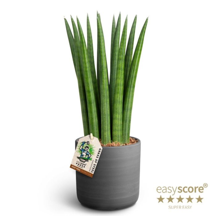SANSEVIERIA CYLINDRICA 41131750 Raw Black Straight, D 11