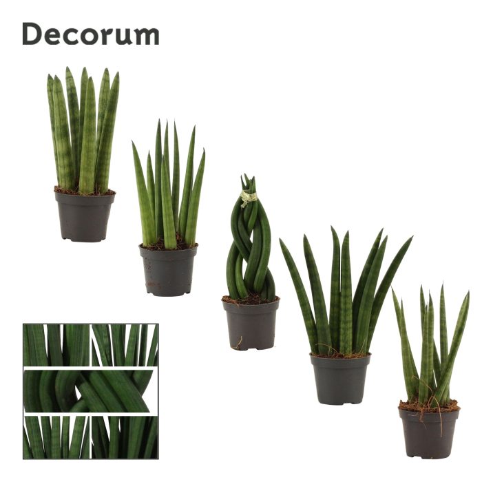 Sansevieria Cylindrica 6 cm Mix (Decorum), D 6