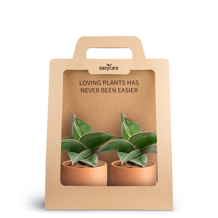 SANSEVIERIA EHRENBERGII 30690008 2-Pack Raw Terracotta, D 7