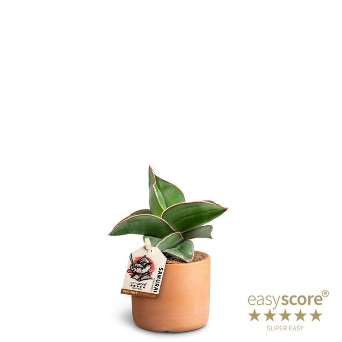 SANSEVIERIA EHRENBERGII 40635059 Raw Terracota Samurai, D 7