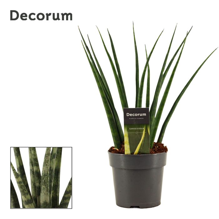 Sansevieria Fernwood 12 cm (Decorum), D 12