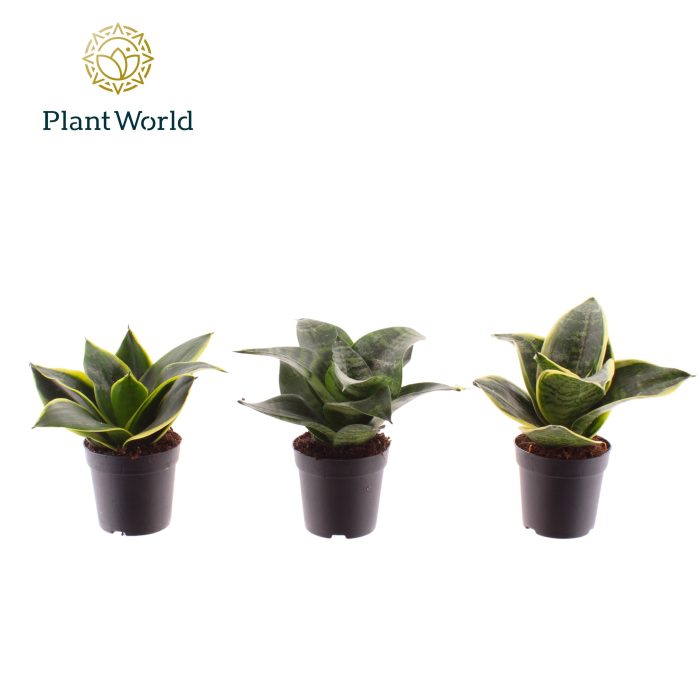 Sansevieria gemengd dwarf 7 cm, D 7