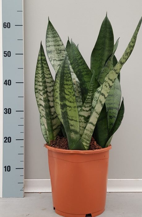 Sansevieria Hahnii 21cm, D 21