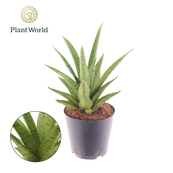 Sansevieria Lotus, D 12