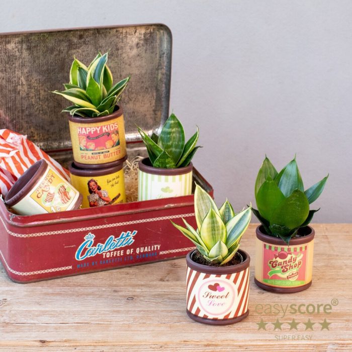 SANSEVIERIA MIX 30603801 Candy, D 7