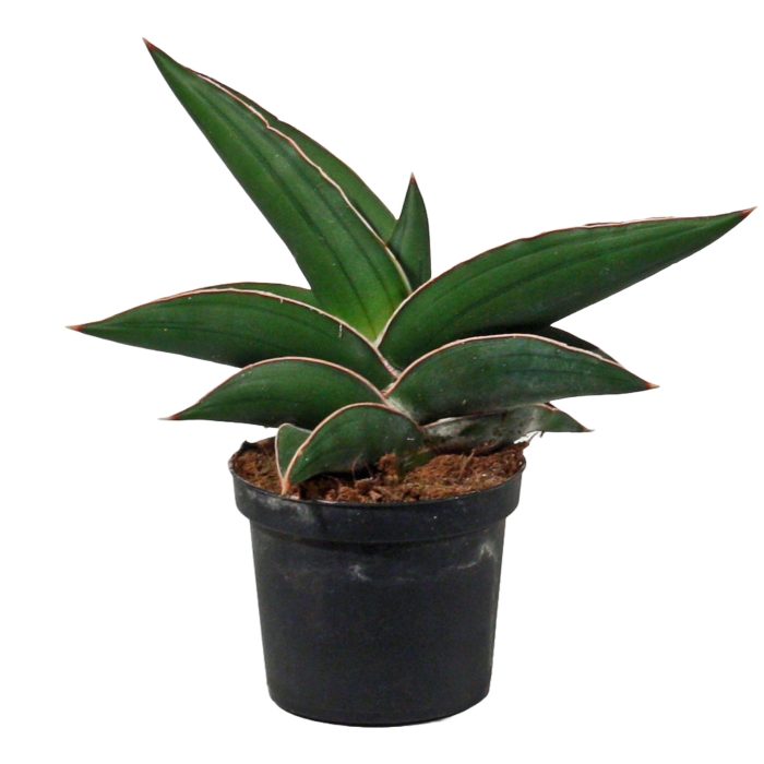 Sansevieria Samurai 9 cm, D 9