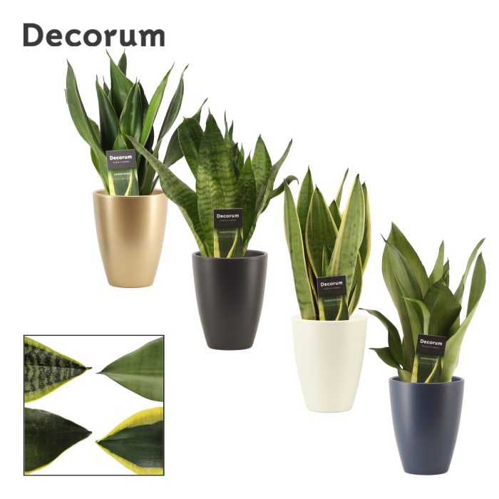 Sansevieria Super Mix 12 cm in Carly (Neo Architect-collection), D 12