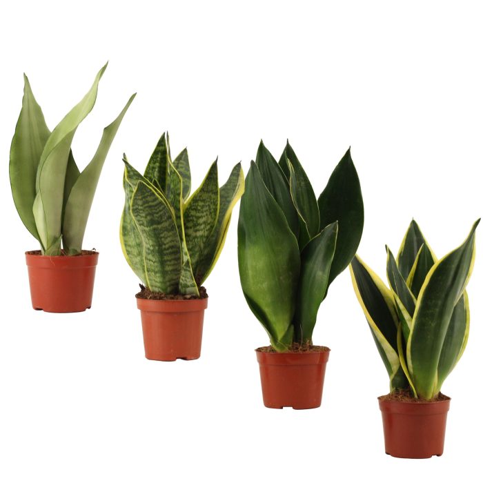 Sansevieria Super Mix 9 cm, D 9
