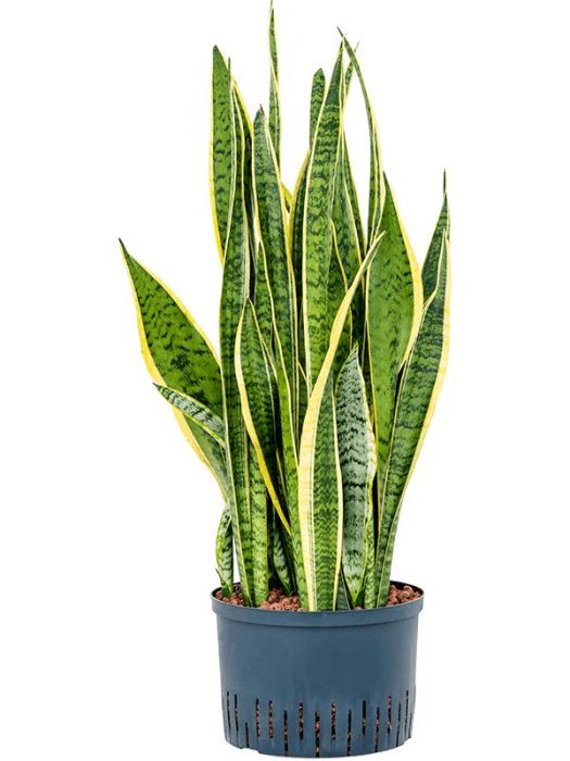 Sansevieria trifasciata 'Laurentii', D 25