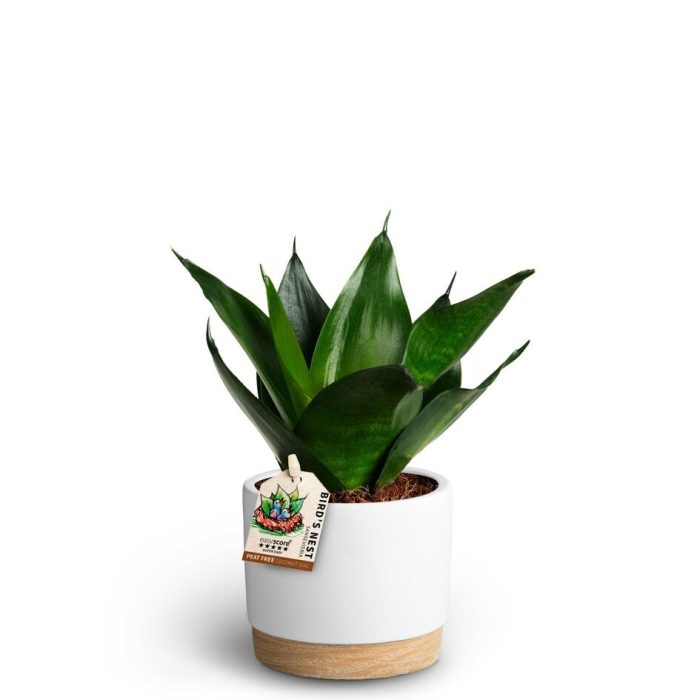 SANSEVIERIA TRIFASCIATA 40933089 Woodbase Wh. S. Black, D 10