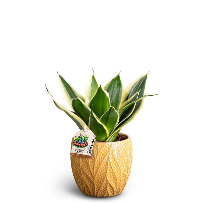 SANSEVIERIA TRIFASCIATA 40933334 Leaf T 'HAHNII', D 10
