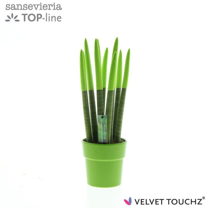 Sansevieria VELVET TOUCHZ® Groen in keramiek Edel, D 12
