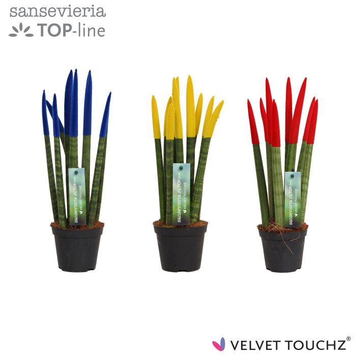 Sansevieria VELVET TOUCHZ® Roemenië, D 8,5