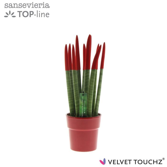 Sansevieria VELVET TOUCHZ® Rood in keramiek Edel, D 12