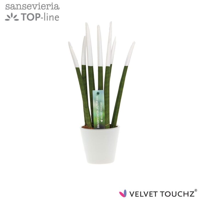 Sansevieria VELVET TOUCHZ® Wit In keramiek R'dam, D 8,5