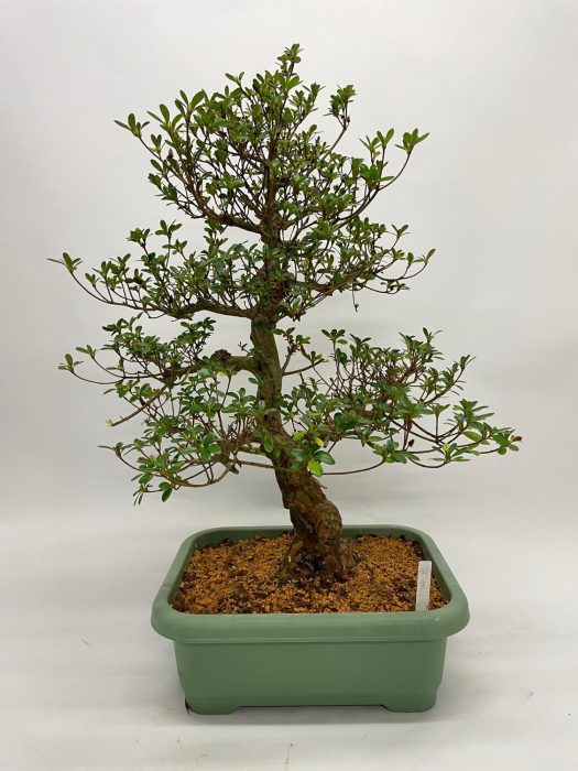 Satsuki Azalea 'A7' 40cm (herkomst: Japan), D 40