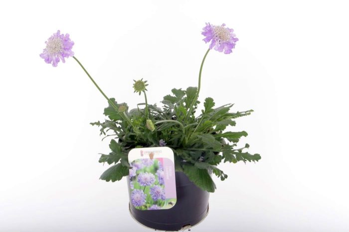 Scabiosa columbaria Butterfly Blue, D 17