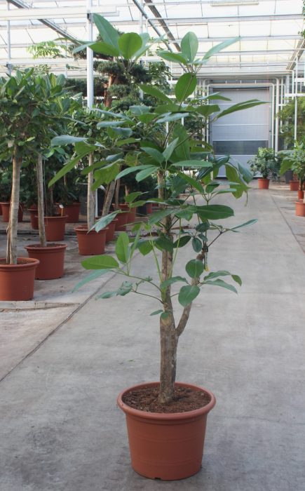 Schefflera actinophylla 'Amate’, D 45