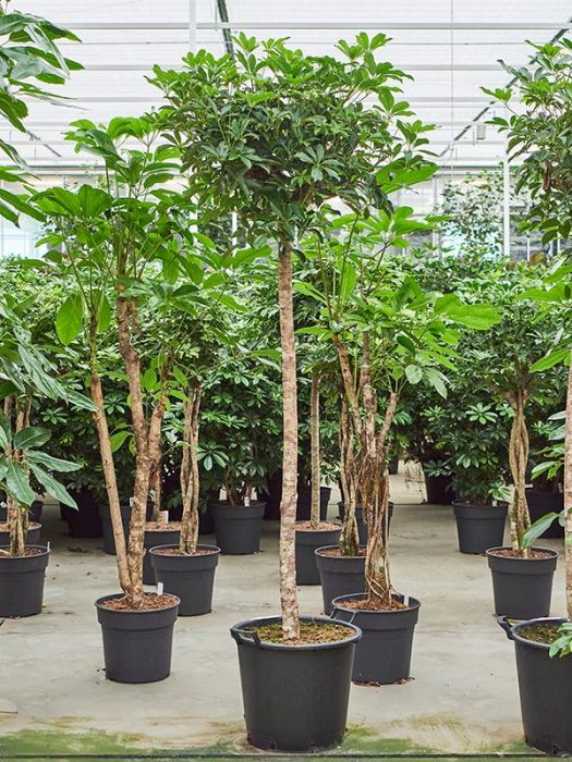 Schefflera arboricola 'Compacta', D 45