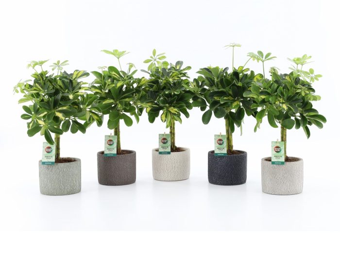 Schefflera Gold Capella in Classic Stone, D 14