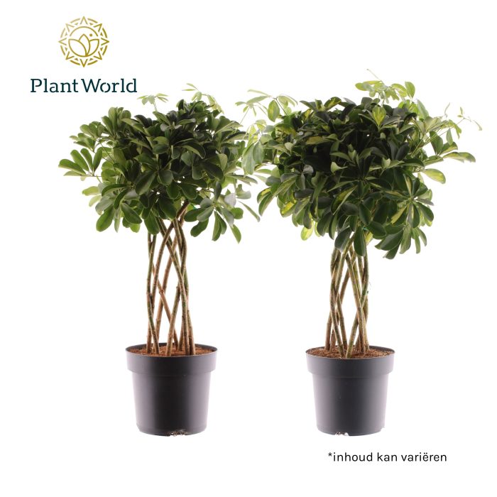 Schefflera koker mix (Gold Capella & Compacta Nora), D 24