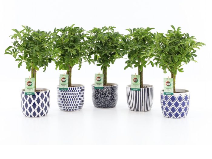Schefflera Luseana in Delft Blue keramiek, D 13
