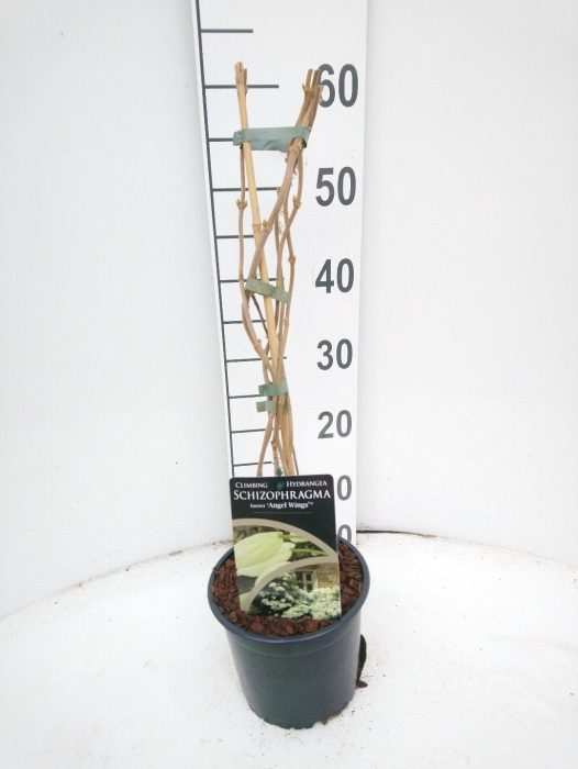 Schizophragma faurii Angel Wings, D 17