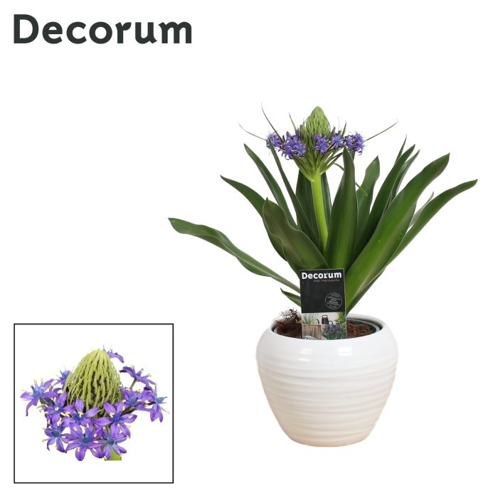 Scilla Peruviana in Ompot Melanie (Decorum), D 12