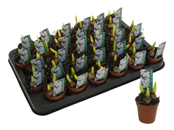 scillawit5cm, D 5
