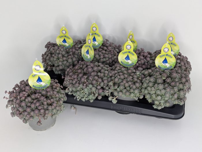 Sedum spathulifolium Cape Blanco T13, D 13