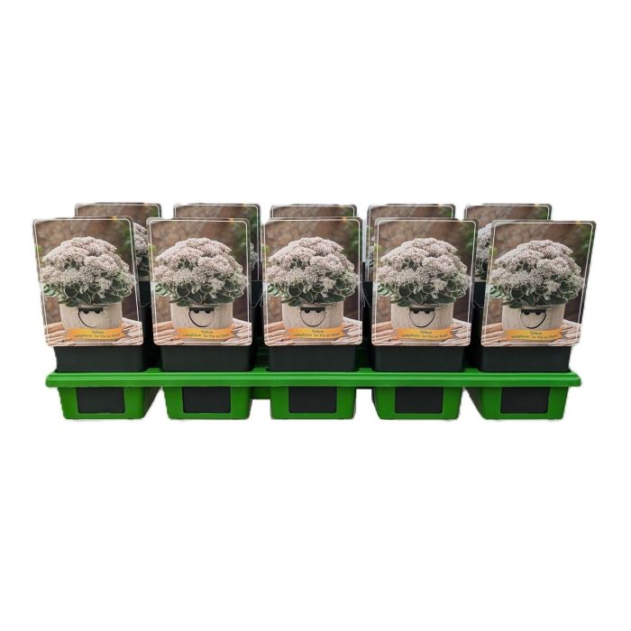 Sedum telephium 'La Vie en Rose' P11, D 11