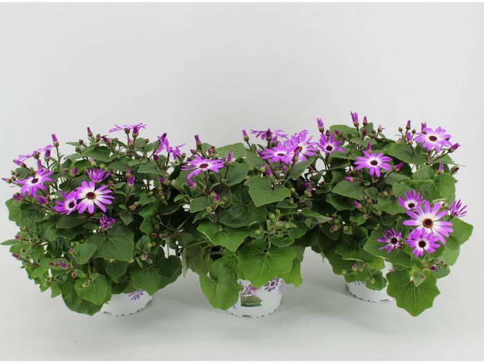 Senecio Senetti Pericallis Magenta Bicolor, D 15
