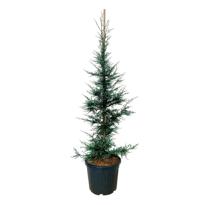 Sequoia s. 'Lightning', D 50