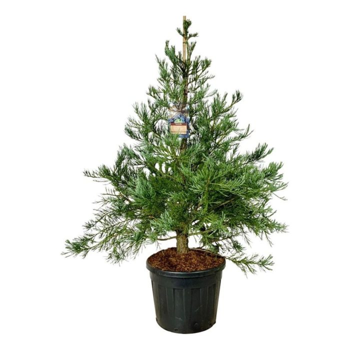 Sequoiadendron g. 'H. Mammoth One', D 60